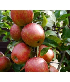 Säulenapfel 'Starcats' -Geschäft Für Pflanzensamenbedarf 7752439 ApfelStarcatsPixabay