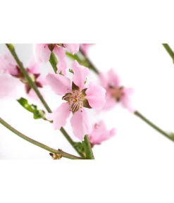 Säulennektarine 'Fantasia' -Geschäft Für Pflanzensamenbedarf 7752710 WE DE 001 PrunusSauelennektarineFantasia