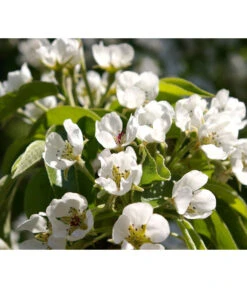 Säulenbirne 'Obelisk' 7 Säulenbirne 'Obelisk' -Geschäft Für Pflanzensamenbedarf 7754989 PR DE 002 PyrusBirneSaeulenbirneObeliskPixabay