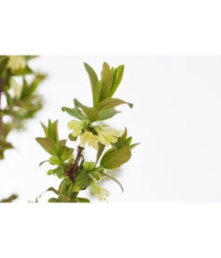 Sibirische Blaubeere 'MyBerry® Sweet' -Geschäft Für Pflanzensamenbedarf 7756463 PR DE 001 SibirischeBlaubeereMyBerrySweet5LDehnerExpressZS