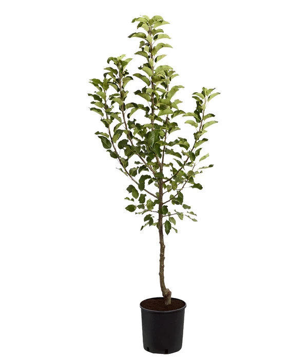 Herbstapfel 'Topaz' 4 Herbstapfel 'Topaz' – Bild 2