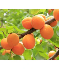 Aprikose 'Ungarische Beste' -Geschäft Für Pflanzensamenbedarf 7769680 PR DE 001 PrunusAprikoseUngarischeBestePixabay 1