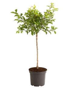 Rotfleischige Aprikose 'Violet' -Geschäft Für Pflanzensamenbedarf 7773070 PR FS 002 AprikoseVioletRotfleischig5LiterDehnerExpressHerzig