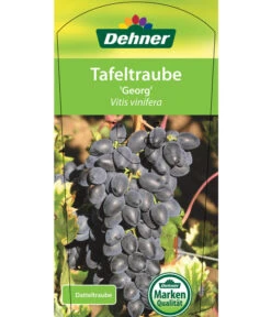 Tafeltraube 'Georg' -Geschäft Für Pflanzensamenbedarf 7773575 TafeltraubeGeorg Etikett 1