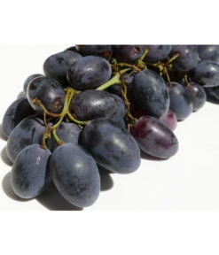 Tafeltraube 'Georg' -Geschäft Für Pflanzensamenbedarf 7773575 WE DE 001 VitisWeinGeorgPixabay