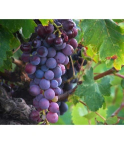 Tafeltraube 'Georg'