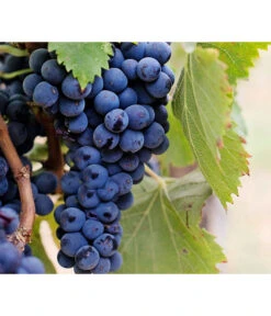 Dehner Gourmet Garten Tafeltraube 'Muscat Blue' -Geschäft Für Pflanzensamenbedarf 7779101 PR DE 002 VitisWeintraubenMuscatBleuPixabay