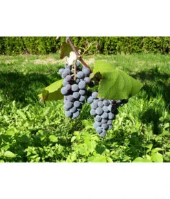 Dehner Gourmet Garten Tafeltraube 'Muscat Blue' -Geschäft Für Pflanzensamenbedarf 7779101 WE DE 002 WeintraubeBlauerMuskatellerPixabay