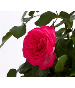 Kletterrosen, Verschiedene Sorten -Geschäft Für Pflanzensamenbedarf 7800071 PR DE 001 RosenInSortenKletter7LiterKletterroseAntikeDehnerExpressHerzig