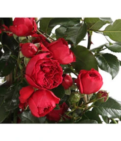 Kletterrosen, Verschiedene Sorten -Geschäft Für Pflanzensamenbedarf 7800071 PR DE 001 RosenInSortenKletter7LiterKletterroseFlorentinaDehnerExpressHerzig