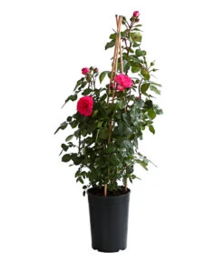 Kletterrosen, Verschiedene Sorten -Geschäft Für Pflanzensamenbedarf 7800071 PR FS 001 RosenInSortenKletter7LiterKletterroseAntikeDehnerExpressHerzig