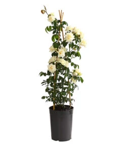 Kletterrosen, Verschiedene Sorten -Geschäft Für Pflanzensamenbedarf 7800071 PR FS 001 RosenInSortenKletter7LiterKletterroseIlseKrohnDehnerExpressHerzig