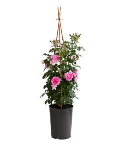 Kletterrosen, Verschiedene Sorten -Geschäft Für Pflanzensamenbedarf 7800071 PR FS 001 RosenInSortenKletter7LiterKletterroseJasminaDehnerExpressHerzig