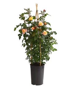 Kletterrosen, Verschiedene Sorten -Geschäft Für Pflanzensamenbedarf 7800071 PR FS 001 RosenInSortenKletter7LiterKletterroseMoonlightDehnerExpressHerzig