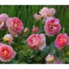 Edelrose 'Dornburger Schlossrose' 2 Edelrose 'Dornburger Schlossrose' -Geschäft Für Pflanzensamenbedarf 7802093 WE MO 001 RosaRoseDornburgerSchlossrose4LRosenTantau