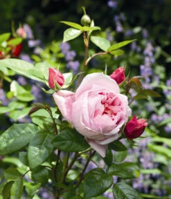 Edelrose 'Schöne Maid®' 6 Edelrose 'Schöne Maid®' -Geschäft Für Pflanzensamenbedarf 7803547 WE MO 002 NostalgieEdelroseSchoeneMaidTantauRosa