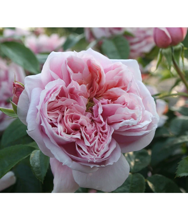 Edelrose 'Schöne Maid®' 3 Edelrose 'Schöne Maid®'