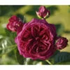 Nostalgie®-Edelrose 'Marietta®' Gartenliebe, 3er-Set -Geschäft Für Pflanzensamenbedarf 7803844 PR DE 001 MariettaTantau