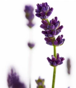 Duft-Lavendel 'Felice', 4er-Set -Geschäft Für Pflanzensamenbedarf 7805773 WE DE 001 Lavendel