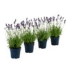 Duft-Lavendel 'Felice', 4er-Set -Geschäft Für Pflanzensamenbedarf 7805773 WE FS 001 LavendelpaketDuftLavendelAngustifoliaFeliceLavandula4Pflanzen