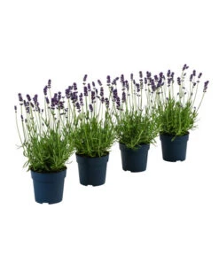 Bestseller 15 Duft-Lavendel 'Felice', 4er-Set