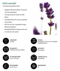 Lavendel-Set Lavendel-Vielfalt, 4-teilig -Geschäft Für Pflanzensamenbedarf 7805773 WE IG 001 DuftLavendel