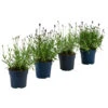 Lavendel-Set Lavendel-Vielfalt, 4-teilig -Geschäft Für Pflanzensamenbedarf 7805781 WE FS 001 LavendelpaketMixLavandula4PflanzenT12