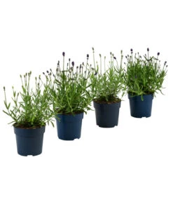 Bestseller 9 Lavendel-Set Lavendel-Vielfalt, 4-teilig