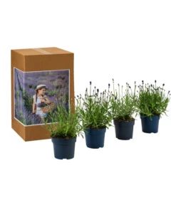 Bestseller -Geschäft Für Pflanzensamenbedarf 7805781 WE FS 002 LavendelpaketMixLavandula4PflanzenT12