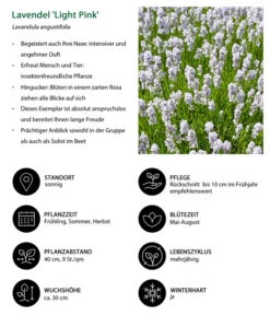 Lavendel-Set Lavendel-Vielfalt, 4-teilig -Geschäft Für Pflanzensamenbedarf 7805781 WE IG 001 LavendelLightPinkAngustifoliaLightPinkLuckner