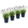 Dehners Bienen-Lavendel, 4er-Set -Geschäft Für Pflanzensamenbedarf 7805799 WE FS 001 LavendelpaketBieneBienenlavendelLavandula4PflanzenT12