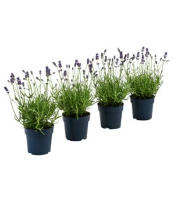 Bestseller 3 Dehners Bienen-Lavendel, 4er-Set