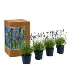 Bestseller -Geschäft Für Pflanzensamenbedarf 7805799 WE FS 002 LavendelpaketBieneBienenlavendelLavandula4PflanzenT12