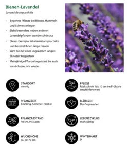 Lavendel-Set Lavendel-Vielfalt, 4-teilig -Geschäft Für Pflanzensamenbedarf 7805799 WE IG 001 BienenLavendel
