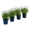 Schmetterlings-Lavendel 'Royal Blue', 4er-Set -Geschäft Für Pflanzensamenbedarf 7805807 WE FS 001 LavendelpaketLavandulaSchmetterlingslavendel4PflanzenT12