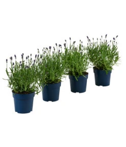 Bestseller 11 Schmetterlings-Lavendel 'Royal Blue', 4er-Set