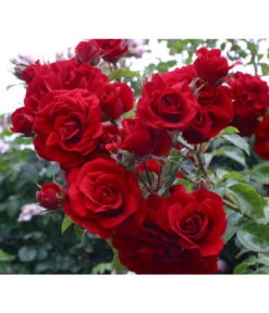 Kletterrose 'Amadeus®' -Geschäft Für Pflanzensamenbedarf 7809908 BildD 001 KletterroseAmadeusAmadeus