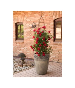 Kletterrose 'Amadeus®' -Geschäft Für Pflanzensamenbedarf 7809908 BildM 001 KletterroseAmadeusAmadeus