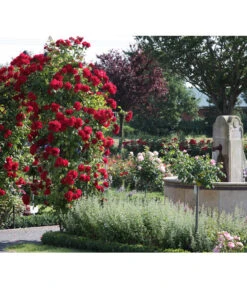 Kletterrose 'Amadeus®' -Geschäft Für Pflanzensamenbedarf 7809908 BildM 002 KletterroseAmadeusAmadeus