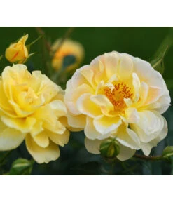 Rosen-Set Insektenfreundlich, 3-teilig -Geschäft Für Pflanzensamenbedarf 7827108 WE DE 001 RosaRosenpaketBienenweideGelbWubaRosenTantau