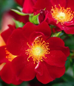 Rosen-Set Insektenfreundlich, 3-teilig -Geschäft Für Pflanzensamenbedarf 7827108 WE DE 001 RosaRosenpaketBienenweideRotWubaRosenTantau