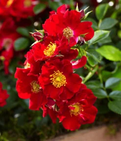 Rosen-Set Insektenfreundlich, 3-teilig -Geschäft Für Pflanzensamenbedarf 7827108 WE DE 002 RosaRosenpaketBienenweideRotWubaRosenTantau