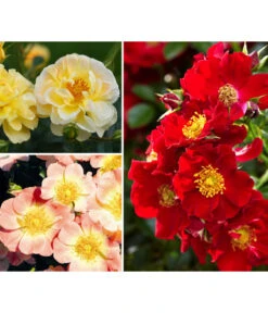 Rosen-Set Insektenfreundlich, 3-teilig