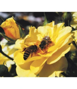 Rosen-Set Insektenfreundlich, 3-teilig -Geschäft Für Pflanzensamenbedarf 7827108 WE MO 001 RosaRosenpaketBienenweideGelbWubaRosenTantau