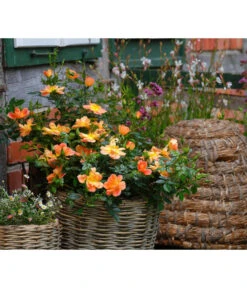 Rosen-Set Insektenfreundlich, 3-teilig -Geschäft Für Pflanzensamenbedarf 7827108 WE MO 002 RosaRosenpaketBienenweideApricotWubaRosenTantau