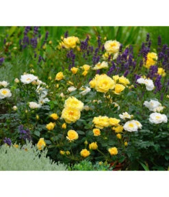 Rosen-Set Insektenfreundlich, 3-teilig -Geschäft Für Pflanzensamenbedarf 7827108 WE MO 002 RosaRosenpaketBienenweideGelbWubaRosenTantau