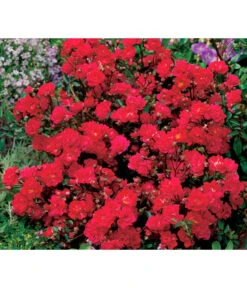 Bodendeckerrose 'Fairy King®', Rot 7 Bodendeckerrose 'Fairy King®', Rot -Geschäft Für Pflanzensamenbedarf 7844160 WE DE 001 BodendeckerroseFairyQueenFairyQueenRot