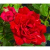 Bodendeckerrose 'Fairy King®', Rot 1 Bodendeckerrose 'Fairy King®', Rot -Geschäft Für Pflanzensamenbedarf 7844160 WE DE 002 RosaBodendeckerroseFairyQueenRot2L