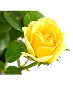 Bodendeckerrose 'Yellow Fairy®' -Geschäft Für Pflanzensamenbedarf 7844186 PR DE 001 BodendeckerroseYellowFairy2LDehnerExpressHerzig