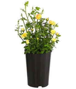 Bodendeckerrose 'Yellow Fairy®' -Geschäft Für Pflanzensamenbedarf 7844186 WE FS 001 BodendeckerroseYellowFairy2L